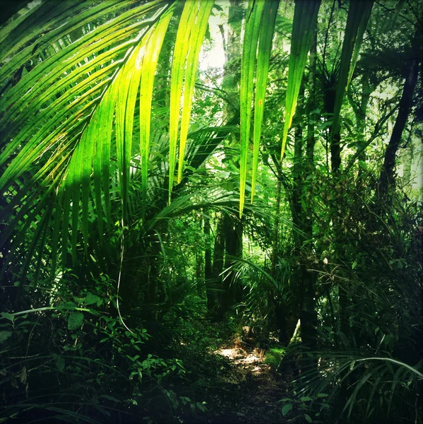 Dschungel — Stockfoto