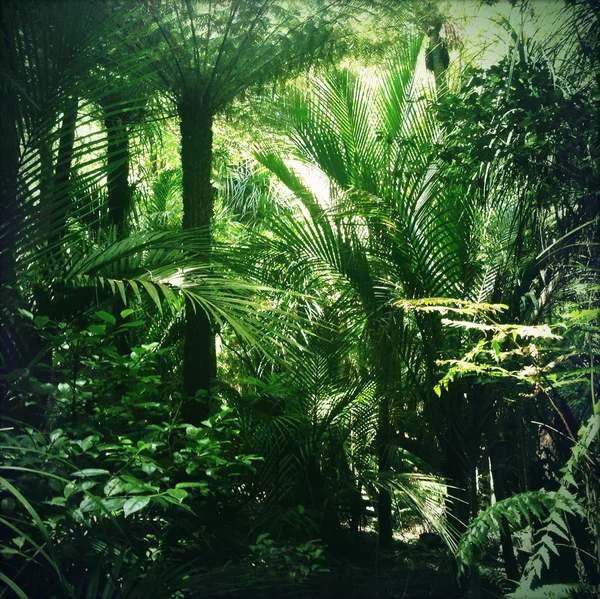 Jungle