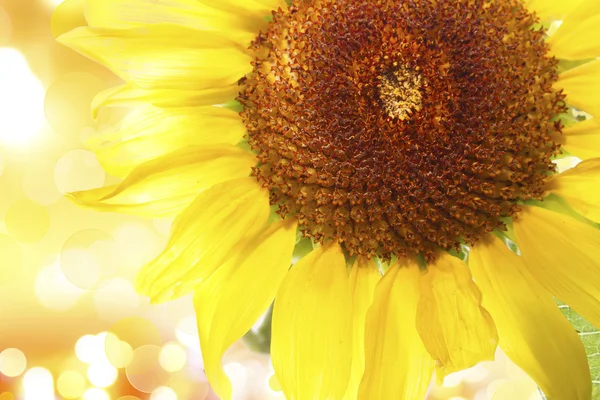 Zonnebloem — Stockfoto