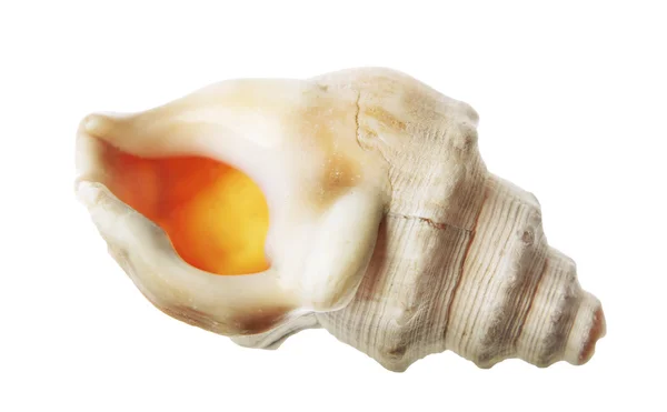 Seashell — Stock Photo, Image