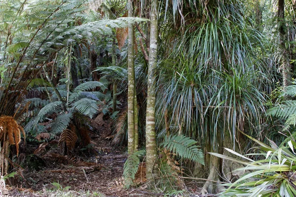 Floresta tropical da selva — Fotografia de Stock