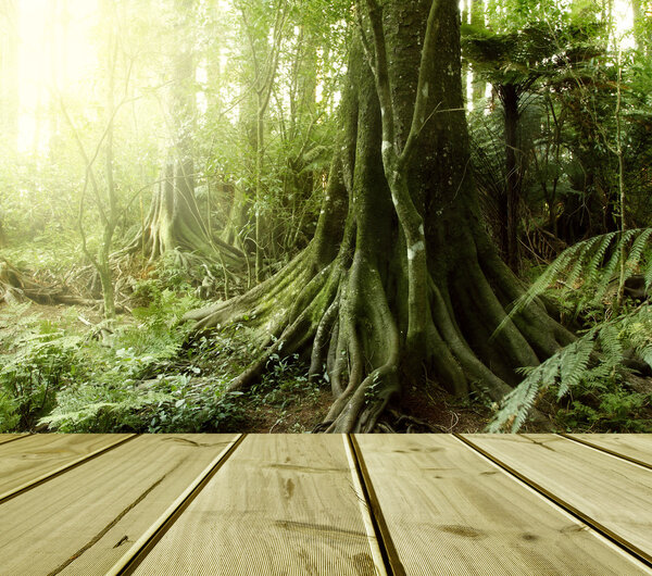 Палуба в лесу
