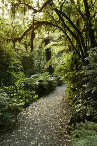 Trilha de caminhada florestal — Fotografia de Stock