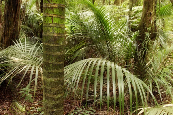 Tropische jungle bos — Stockfoto