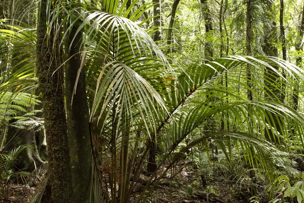 Tropikal orman yeşil