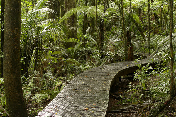 Boardwalk in forest
