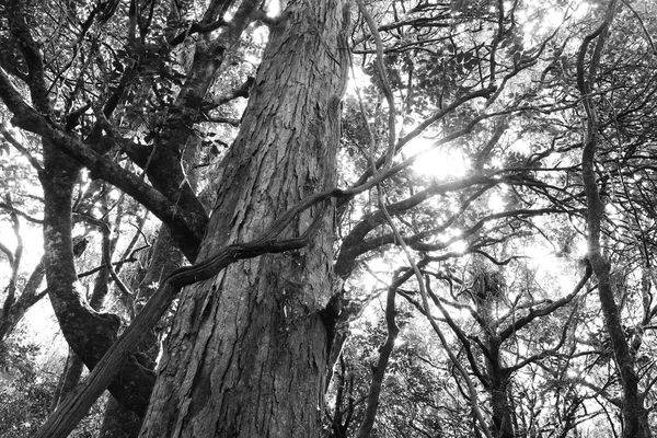 Albero nella giungla — Foto Stock