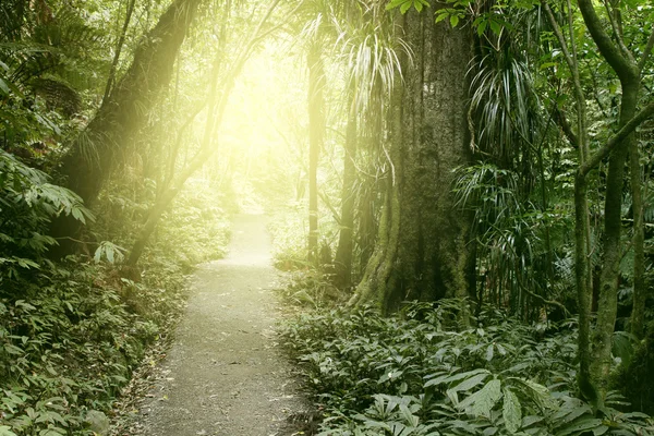 Lumière du soleil dans la forêt — Photo