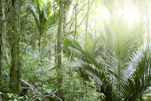 Luz del bosque tropical —  Fotos de Stock