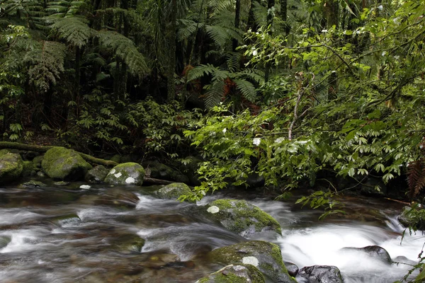 Tropisch woud stream — Stockfoto