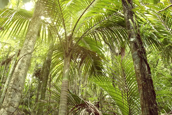 Jungle forest canopy — Stock Photo, Image