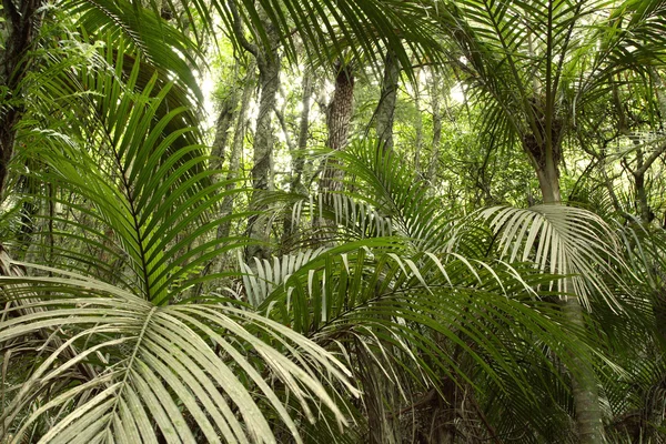 Tropické listy džungle — Stock fotografie