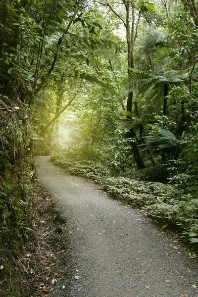 Szlak pieszy w lesie — Zdjęcie stockowe