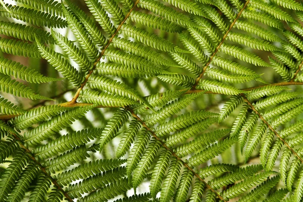 Folhas de samambaia detalhe — Fotografia de Stock