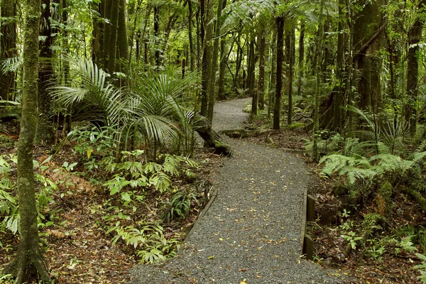 Forest walking trail — Stock Photo, Image