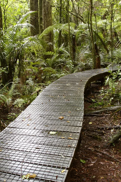 Paseo marítimo del bosque tropical — Foto de Stock