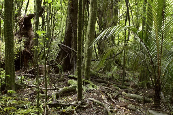 熱帯のジャングルの森 — ストック写真