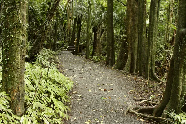 Forest walking trail — Stock Photo, Image