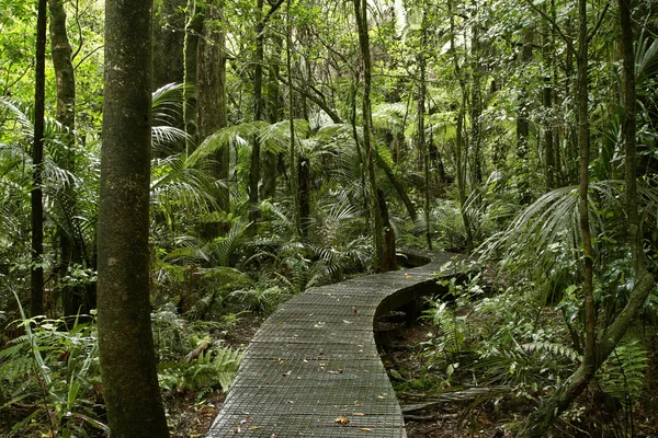 Boardwalk in forest — Stock Photo, Image