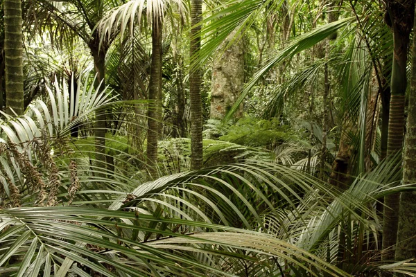 Folhagem exuberante da selva — Fotografia de Stock