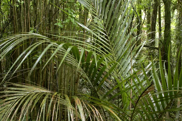 Folhas tropicais da selva — Fotografia de Stock