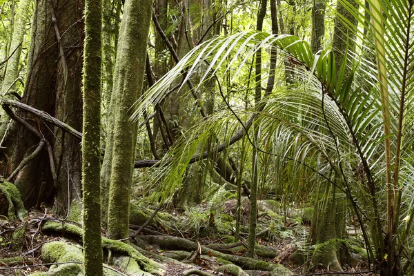 Floresta tropical da selva — Fotografia de Stock