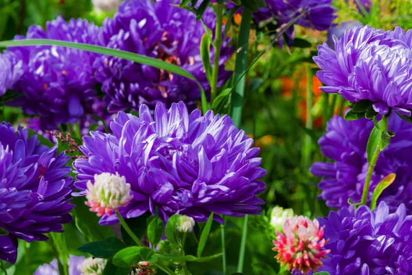 Kwiaty Fioletowe Roczne Astry Wietlone Przez Zbliå Enie Skupienie Selektywne — Zdjęcie stockowe