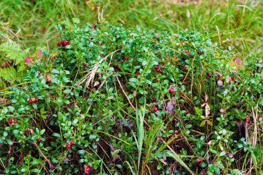 Ormandaki çalıların üzerinde olgunlaşan kırmızı ve beyaz yaban mersini.