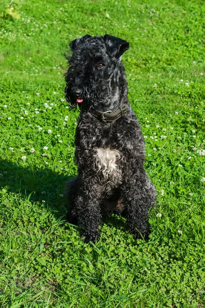 Cane Razza Kerry Blu Terrier Cucciolo Con Una Macchia Bianca Foto Stock