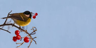 A chickadee sits on a branch with red ripe viburnum berries in autumn, winter against a blue sky. Copy of space clipart