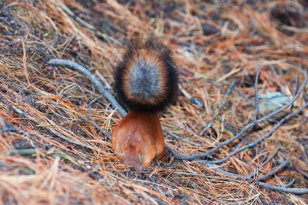 Červená Veverka Huňatým Ocasem Jehličnatém Lese Hledající Oříšky Jídlo Selektivní — Stock fotografie