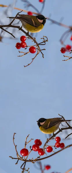 Pollito Sienta Una Rama Con Bayas Viburnum Maduras Rojas Otoño — Foto de Stock