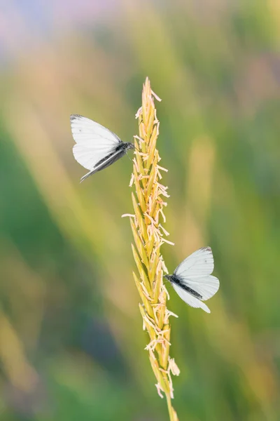 Motýli Létají Louce Nad Stéblem Trávy Krásném Rozmazaném Pozadí Krásné — Stock fotografie