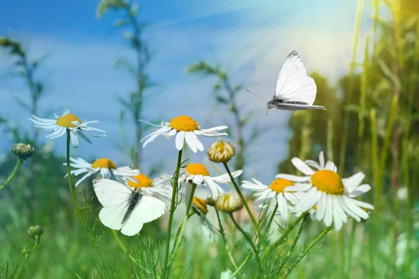 蝶は日当たりの良い花々の上の牧草地で飛び 太陽に照らされます 美しい夏の自然の背景 選択的焦点 — ストック写真