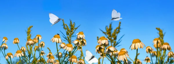 蝶は日当たりの良い花々の上の牧草地で飛び 太陽に照らされます 美しい夏の自然の背景 選択フォーカス パノラマ — ストック写真