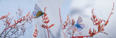 Kelebekler çayırların üzerinden kırmızı dalların üzerinden uçar, kardaki kuru otlar, güneş tarafından aydınlatılır. Güzel doğal arka plan. Şahane kar kelebekleri. Seçici odaklanma. Panoramik görünüm