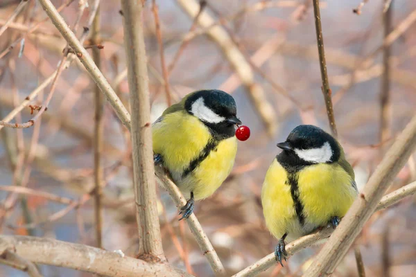 Two Chickadee Birds Sit Tree Branch Winter Close Selective Focus — Stock Photo, Image