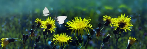 濃い青と緑の草の牧草地でタンポポのふわふわの黄色の頭 白い蝶が花の上を飛ぶ 美しい芸術的な夏の背景 パノラマビュー — ストック写真