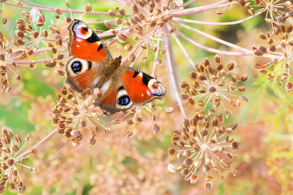 Páví Oční Motýl Latinské Jméno Saturniidae Sedí Kopečku Semeny Měkké — Stock fotografie