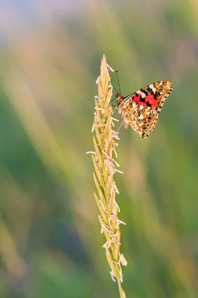 Motýli Létají Louce Nad Stéblem Trávy Krásném Rozmazaném Pozadí Krásné — Stock fotografie