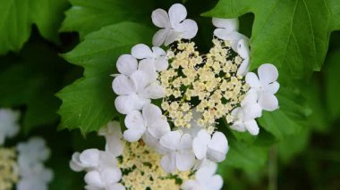 Şifalı bitkinin beyaz çiçeği, rüzgarda sallanan yeşil yapraklı viburnum. Güzel doğal arkaplan