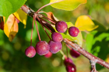 Sarı ve yeşil yapraklı küçük kırmızı yaban elmaları. seçici odak, güzel sonbahar arkaplanı