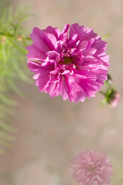 Delikatne Tło Kwiatowe Motyli Różowe Kwiaty Selektywne Ogniskowanie Piękne Artystyczne — Zdjęcie stockowe