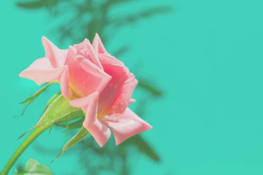 Narin pastel renkte güzel bir gül ve baharda yeşil yapraklar.