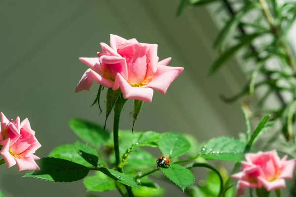 Όμορφο Τριαντάφυλλο Λουλούδι Από Λεπτό Παστέλ Χρώμα Πράσινα Φύλλα Την — Φωτογραφία Αρχείου