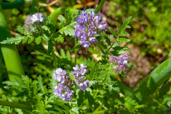 Honey Bearing Herb Phacelia Lat Phacelia Ornamental Agricultural Crops Especially — Stock Photo, Image