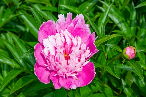 Ροζ Λουλούδι Παιώνιος Ένα Θάμνο Πράσινα Φύλλα Την Άνοιξη Στον — Φωτογραφία Αρχείου