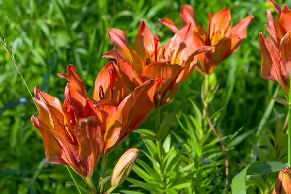 Lilia Pomarańczowa Odmianowa Lat Lilium Ogrodzie — Zdjęcie stockowe