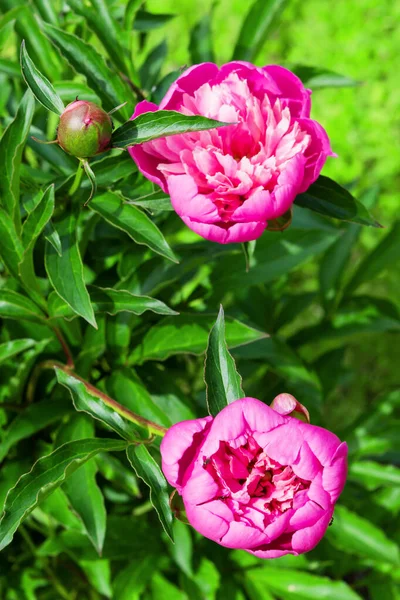 Rosa Pion Blomma Buske Med Gröna Blad Våren Trädgården — Stockfoto