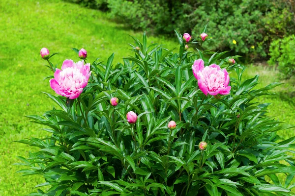 Ροζ Λουλούδι Παιώνιος Ένα Θάμνο Πράσινα Φύλλα Την Άνοιξη Στον — Φωτογραφία Αρχείου